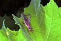 ZZ_ZZXYX_F1811_Z_75_Litchfield_Australie