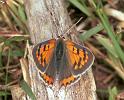 ZZ_ZZXYX_F2254_Z_75_Loenen(Gld)_Nederland