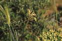 ZZ_ZZXYX_P1292_Z_80_Kalamata_Griekenland