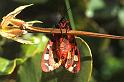 ZZ_ZZXYX_P1330_Z_80_Aeropoli_Griekenland