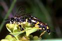 ZZ_ZZXYX_RF0772_Z_81_Viols-en-Laval_Frankrijk