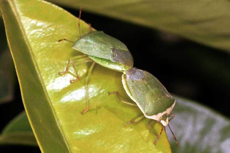 Acanthosoma_haemorrhoidale_F1536_Z_75_Kalamata_Griekenland.jpg