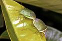 Acanthosoma_haemorrhoidale_F1536_Z_75_Kalamata_Griekenland
