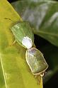 Acanthosoma_haemorrhoidale_F1537_Z_75_Kalamata_Griekenland