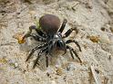 Missulena_occatoria_D3822_Z_90_Gosford_Australie