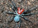 Missulena_occatoria_D3851_Z_88_Gosford_Australie