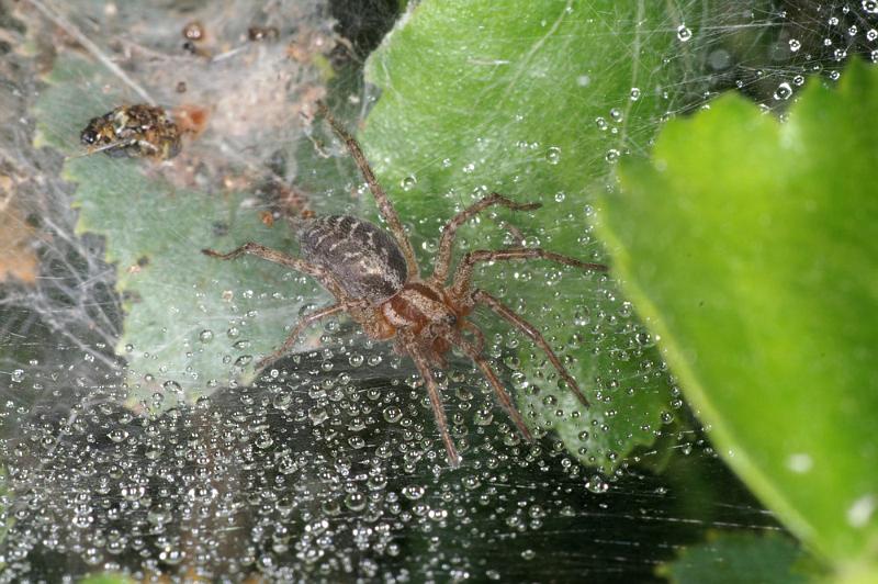 Agelena_labyrinthica_D4439_Z_88_Belversven_Nederland.jpg