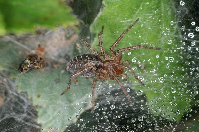 Agelena_labyrinthica_D4440_Z_88_Belversven_Nederland.jpg