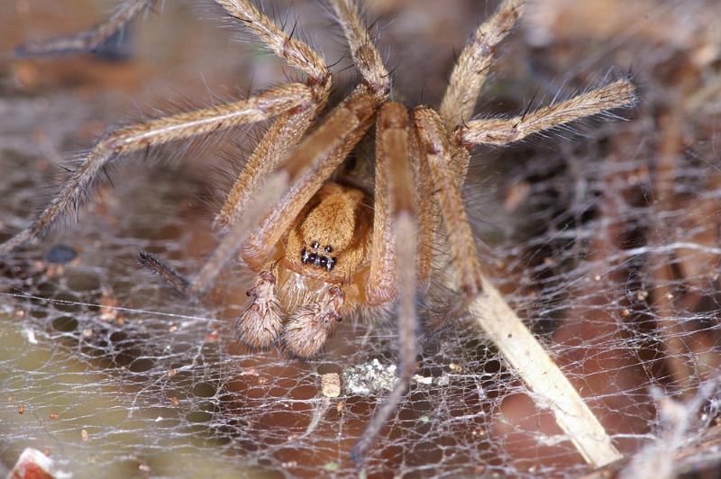 Agelena_labyrinthica_D4468_Z_90_Belversven_Nederland.jpg