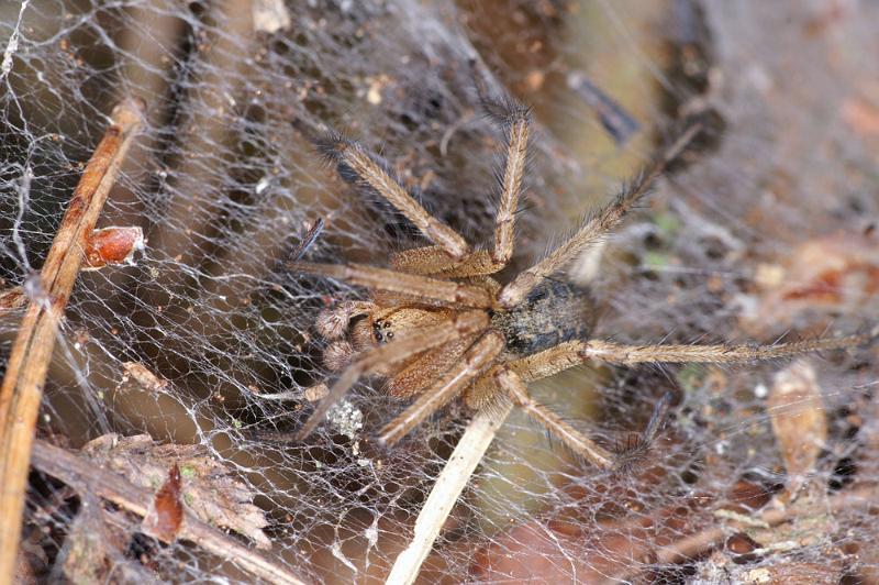 Agelena_labyrinthica_D4469_Z_88_Belversven_Nederland.jpg