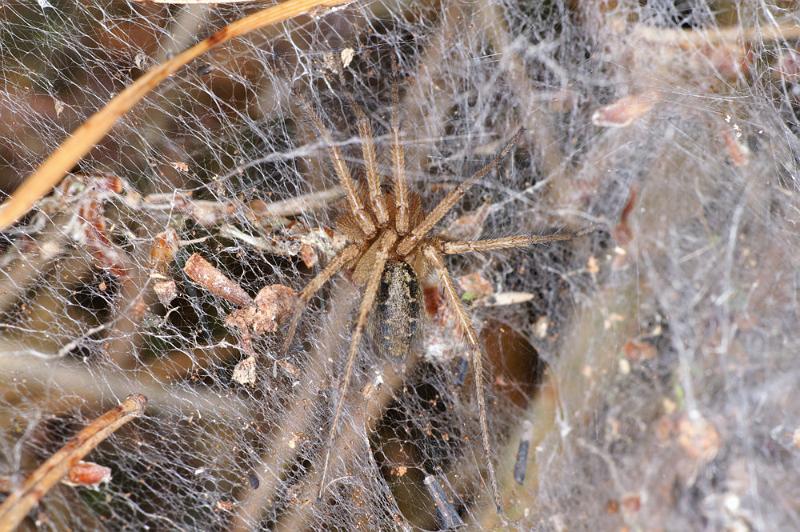 Agelena_labyrinthica_D4470_Z_88_Belversven_Nederland.jpg