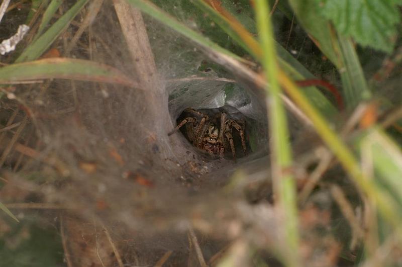 Agelena_labyrinthica_D6986_Z_85_Waterleidingduinen_Nederland.jpg