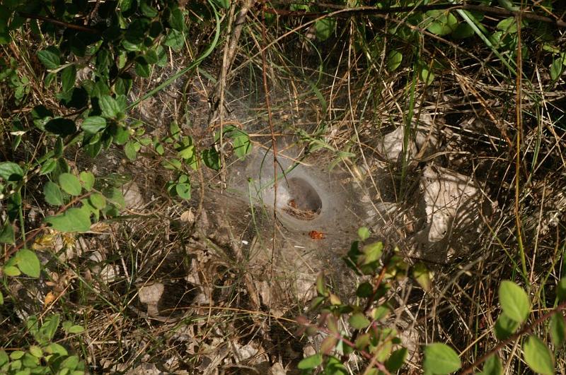 Agelena_labyrinthica_D6998_Z_88_Waterleidingduinen_Nederland.jpg