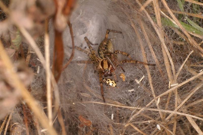 Agelena_labyrinthica_D7441_Z_88_Lapalisse_Frankrijk.jpg