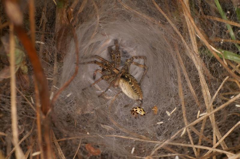 Agelena_labyrinthica_D7442_Z_88_Lapalisse_Frankrijk.jpg