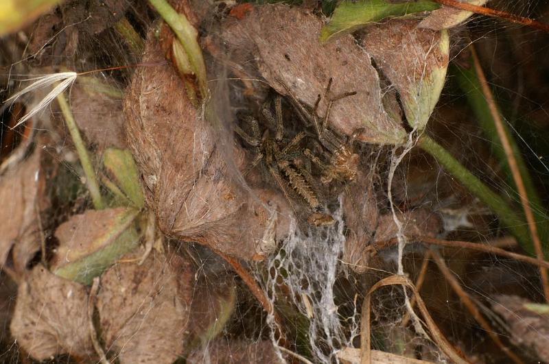 Agelena_labyrinthica_D7443_Z_88_Lapalisse_Frankrijk.jpg