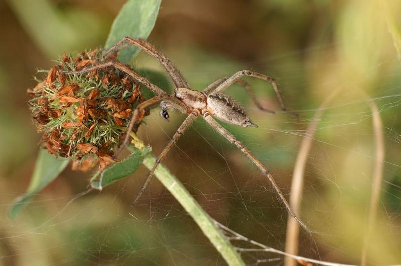 Agelena_labyrinthica_D7452_Z_88_Lapalisse_Frankrijk.jpg