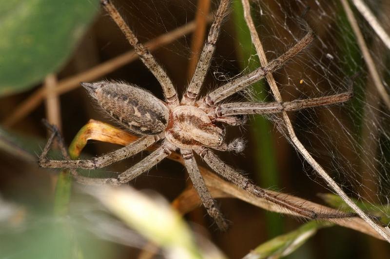 Agelena_labyrinthica_D7454_Z_89_Lapalisse_Frankrijk.jpg