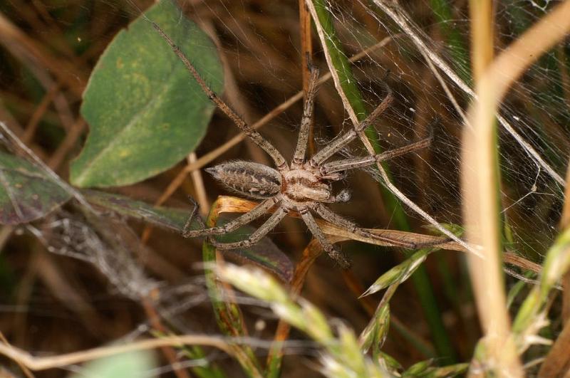 Agelena_labyrinthica_D7455_Z_88_Lapalisse_Frankrijk.jpg
