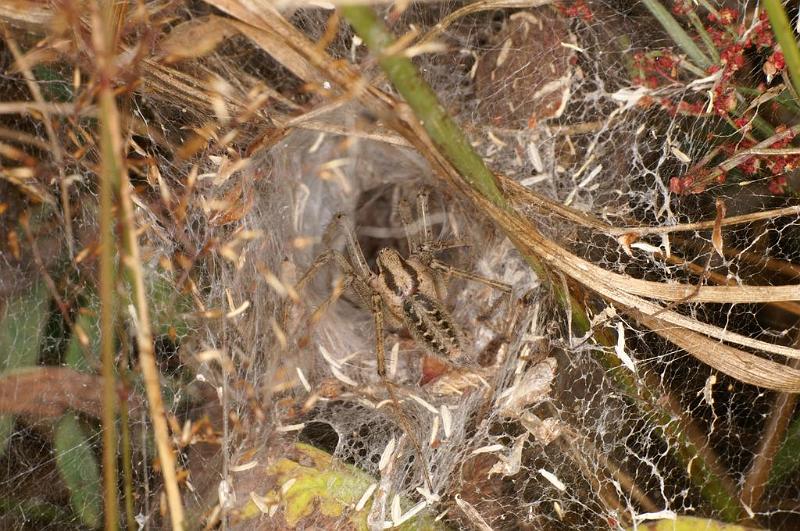 Agelena_labyrinthica_D7458_Z_89_Lapalisse_Frankrijk.jpg