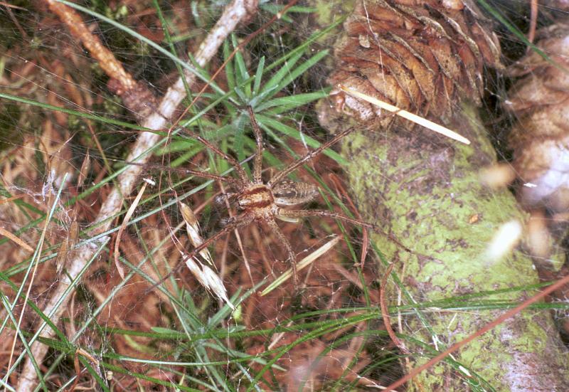 Agelena_labyrinthica_F2231_Z_85_Loenen(Gld)_Nederland.jpg