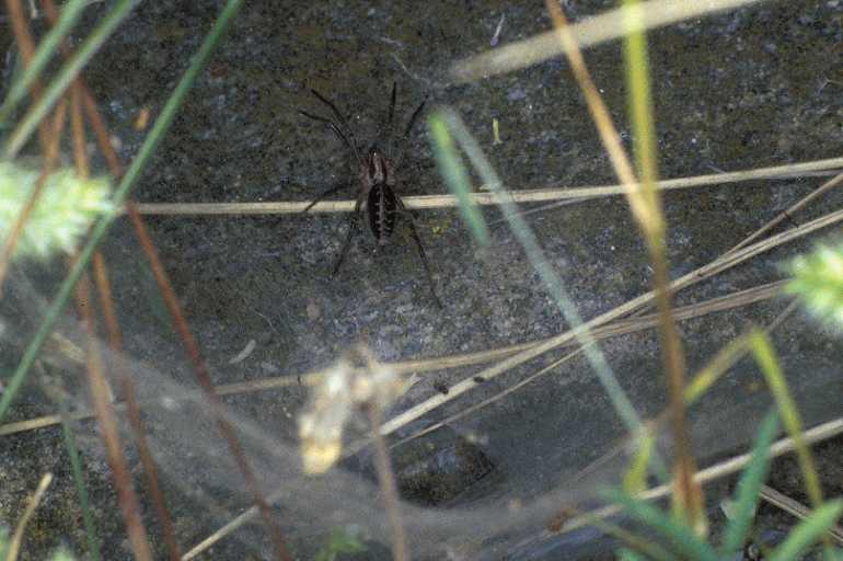 Agelena_labyrinthica_P0823_Z_80_-_Frankrijk.jpg