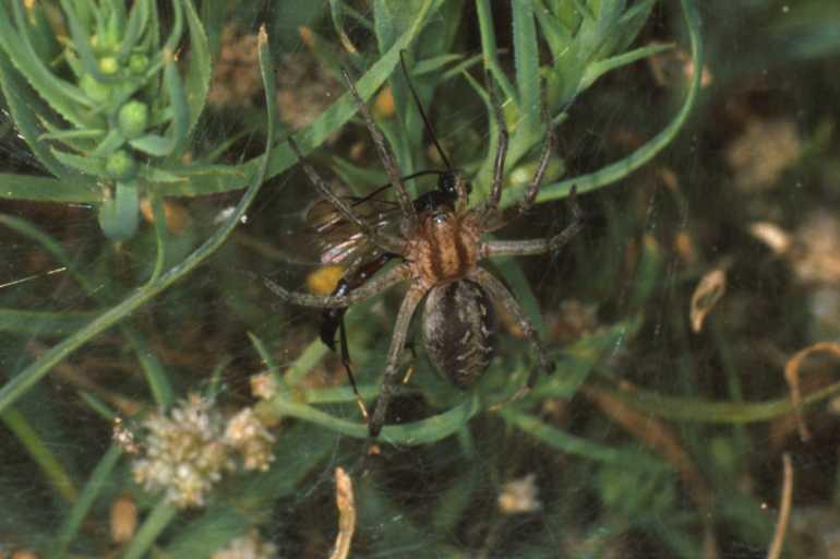 Agelena_labyrinthica_P1331_Z_82_Aeropoli_Griekenland.jpg
