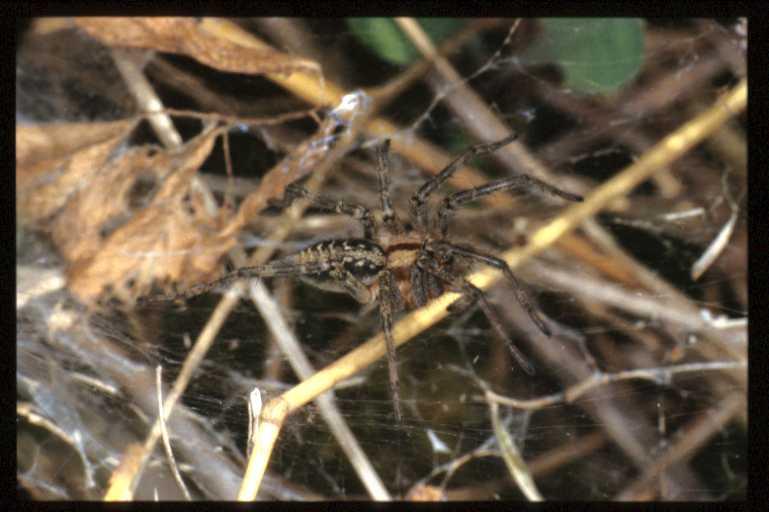Agelena_labyrinthica_RP0633_O_83_-_Frankrijk.jpg