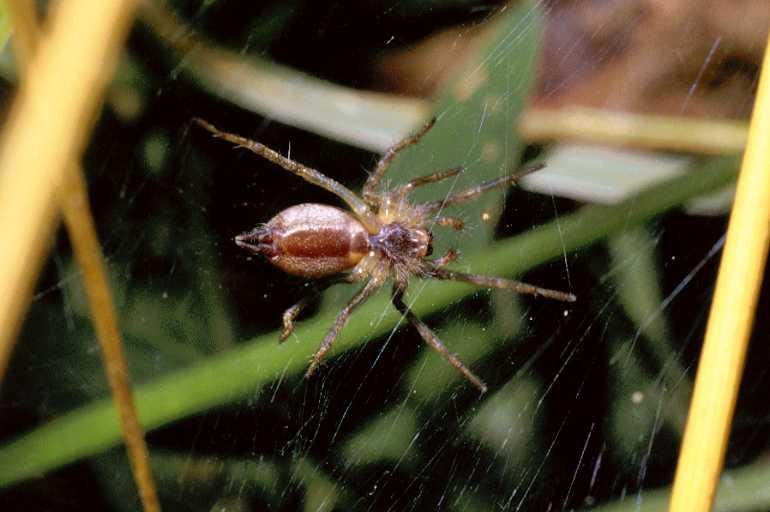 Agelena_similis_P0038_Z_90_-_Frankrijk.jpg