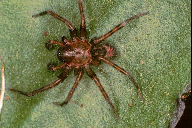Tegenaria_ZZ168_F0134_Z_90_Ooij_Nederland.jpg