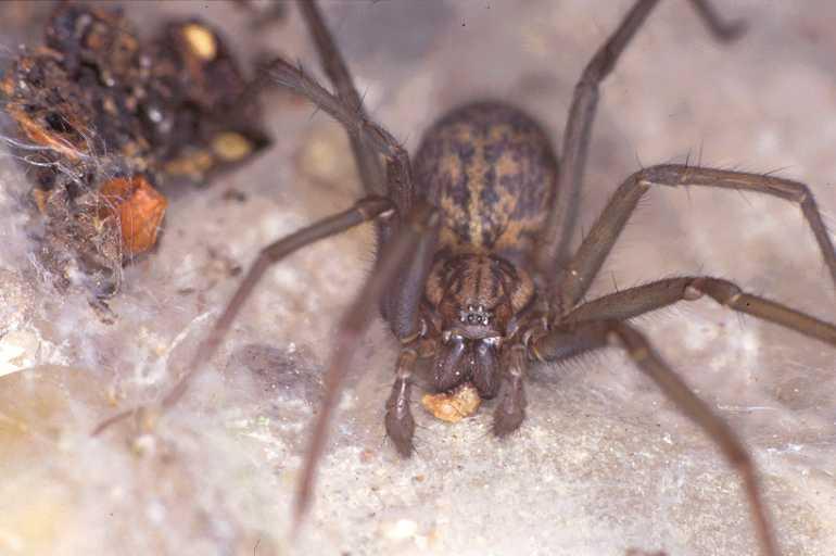 Tegenaria_agrestis_P0214_O_75_Veenendaal_Nederland.jpg