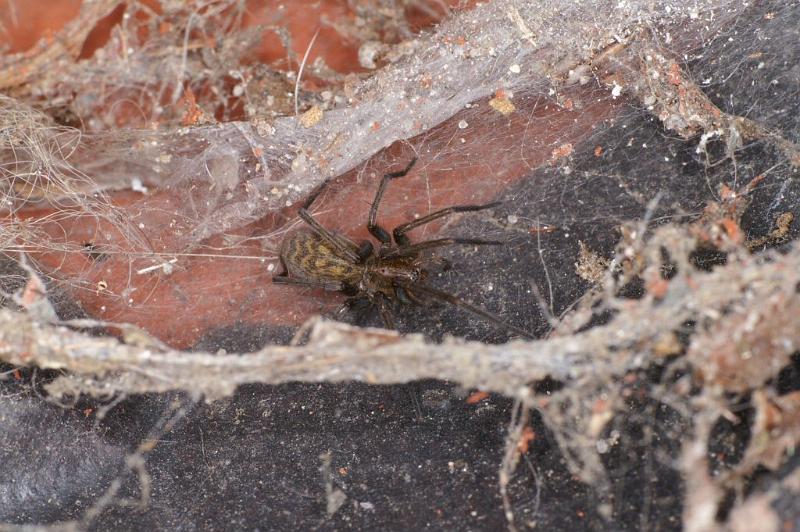 Tegenaria_atrica_D2922_Z_85_Badhoevedorp_Nederland.jpg
