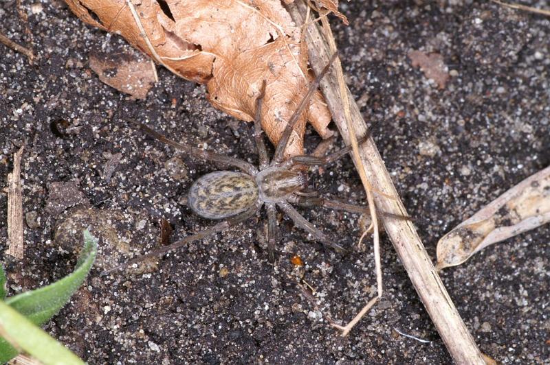 Tegenaria_atrica_D3805_Z_90_Badhoevedorp_Nederland.jpg