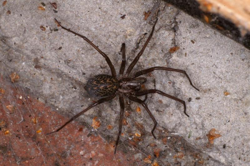 Tegenaria_atrica_D4335_Z_90_Veenendaal_Nederland.jpg