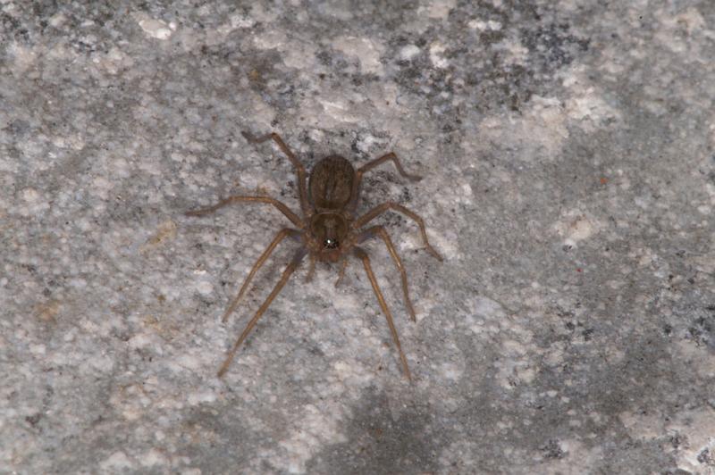 Tegenaria_atrica_D4544_Z_88_Badhoevedorp_Nederland.jpg