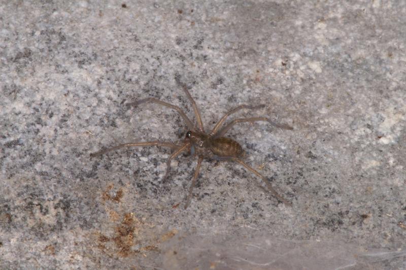 Tegenaria_atrica_D4545_Z_89_Badhoevedorp_Nederland.jpg