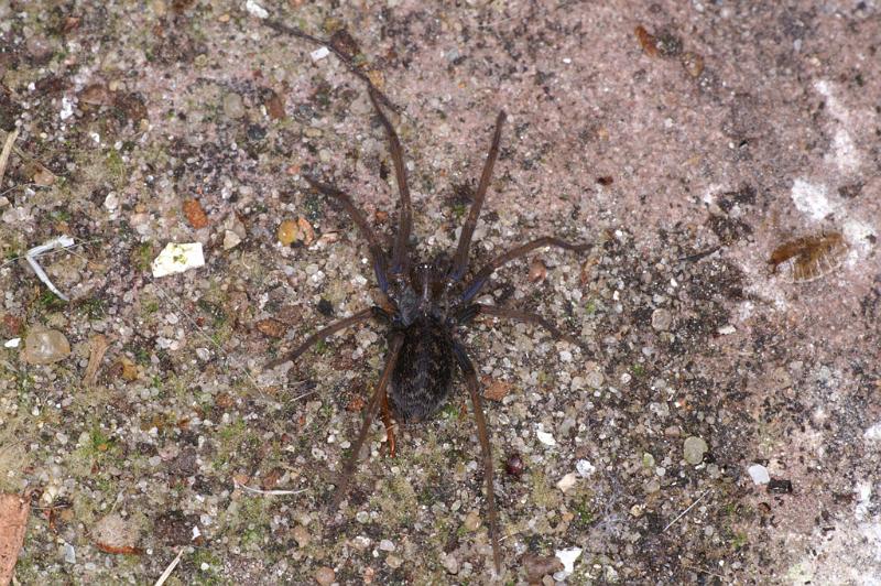 Tegenaria_atrica_D4580_Z_85_Badhoevedorp_Nederland.jpg