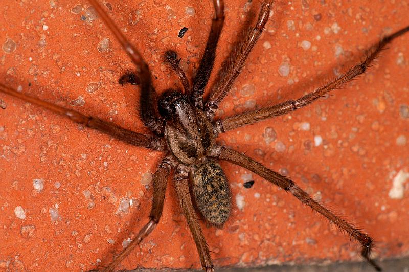 Tegenaria_atrica_D5246_Z_90_Badhoevedorp_Nederland.jpg