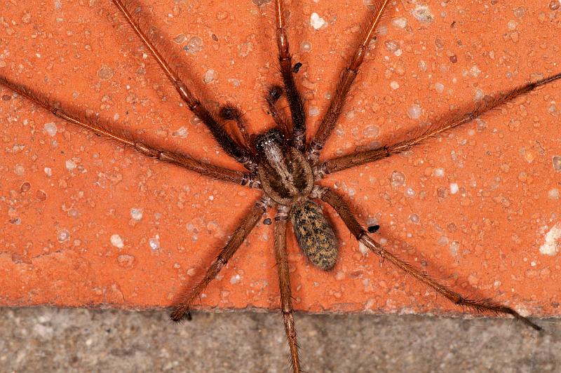 Tegenaria_atrica_D5247_Z_90_Badhoevedorp_Nederland.jpg