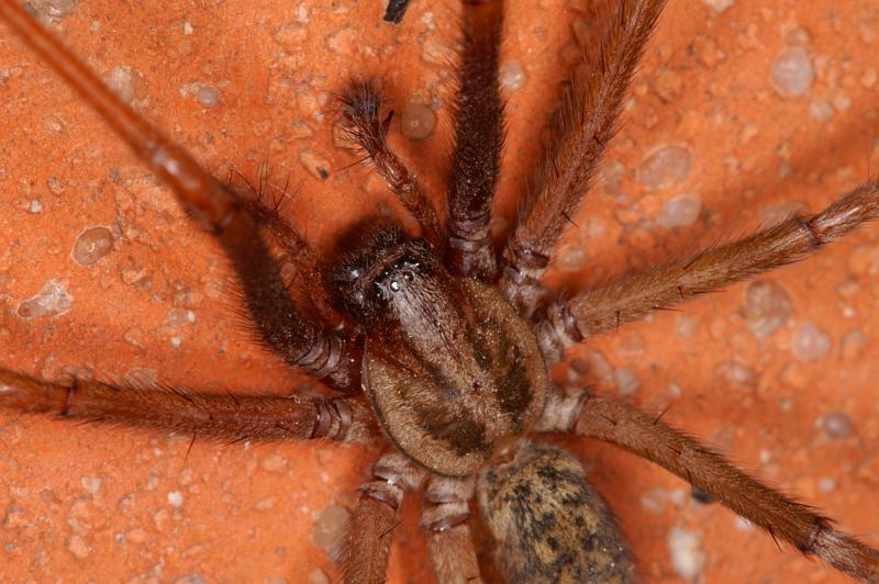 Tegenaria_atrica_D5248_Z_89_Badhoevedorp_Nederland.jpg
