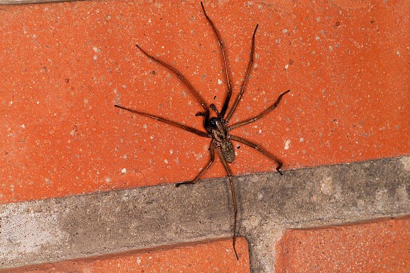 Tegenaria_atrica_D5249_Z_89_Badhoevedorp_Nederland.jpg