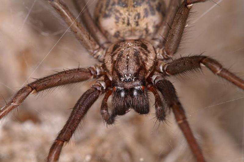 Tegenaria_atrica_D5675_Z_90_Ooij_Nederland.jpg