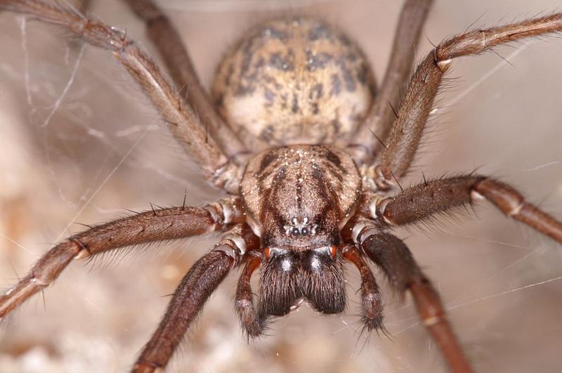 Tegenaria_atrica_D5676_Z_89_Ooij_Nederland.jpg