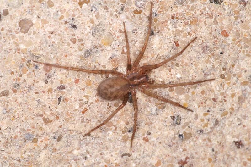 Tegenaria_atrica_D5678_Z_88_Ooij_Nederland.jpg