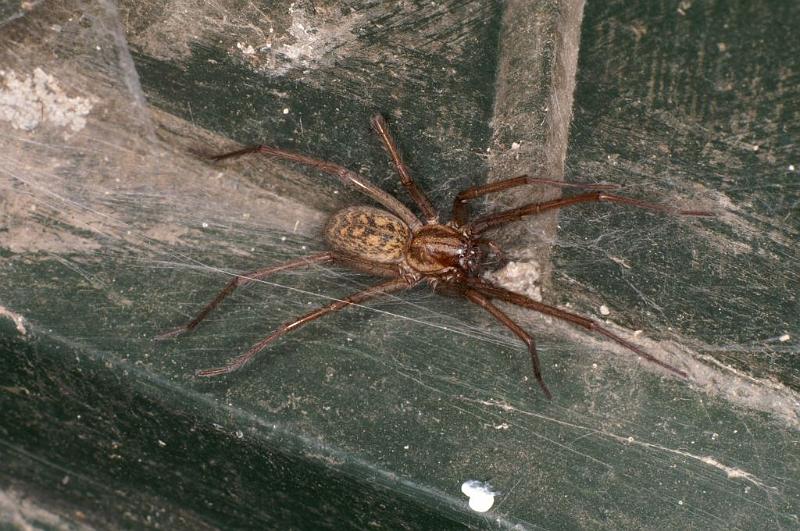 Tegenaria_atrica_D5694_Z_88_Ooij_Nederland.jpg