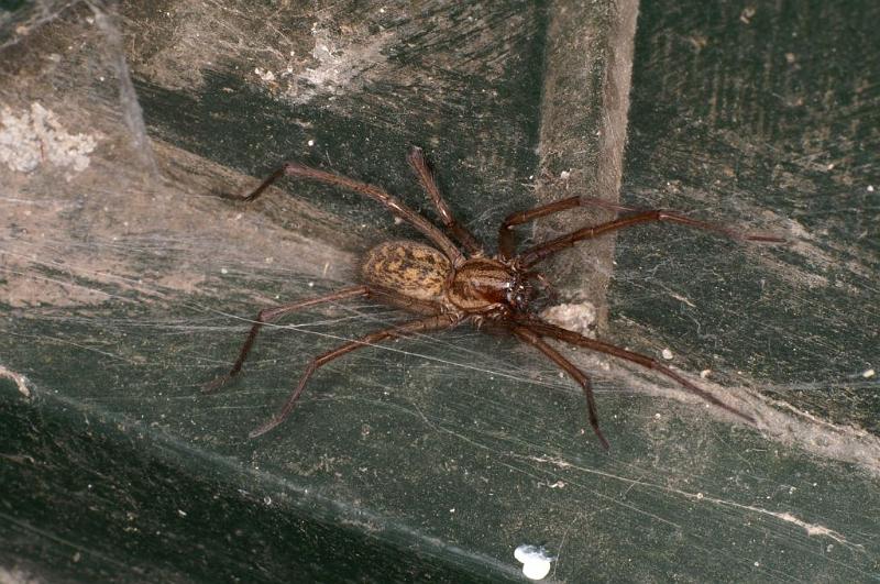 Tegenaria_atrica_D5695_Z_87_Ooij_Nederland.jpg