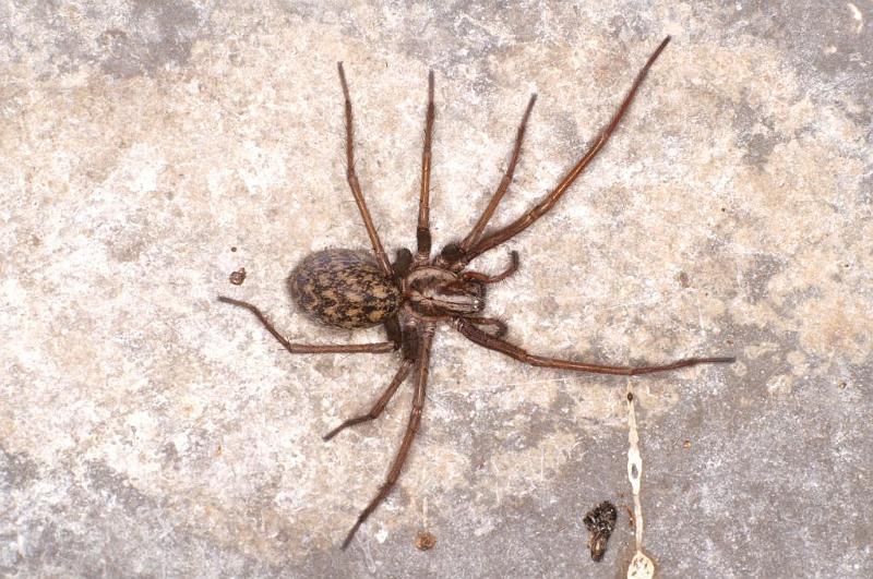 Tegenaria_atrica_D5718_Z_90_Ooij_Nederland.jpg