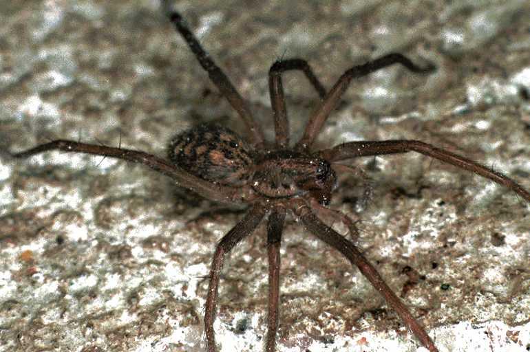 Tegenaria_atrica_F0150_Z_90_Ooij_Nederland.jpg