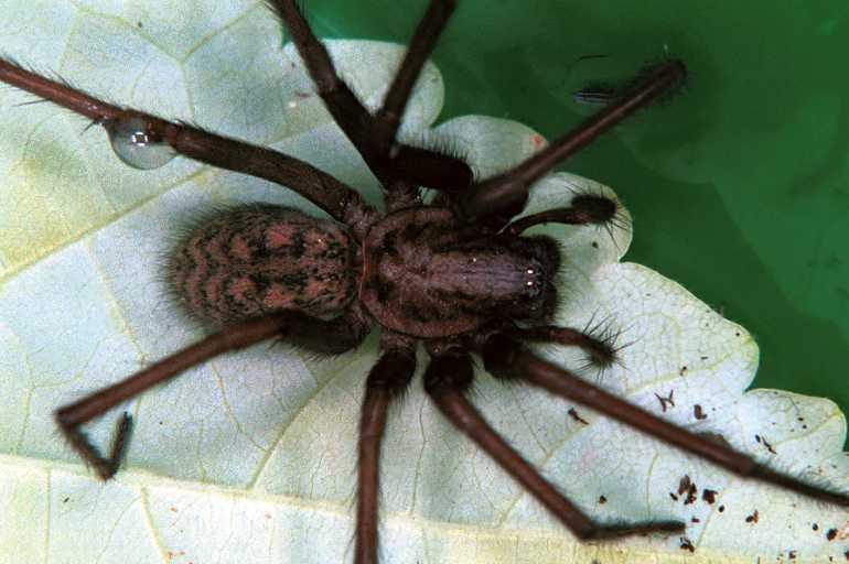 Tegenaria_atrica_F0478_Z_85_Badhoevedorp_Nederland.jpg