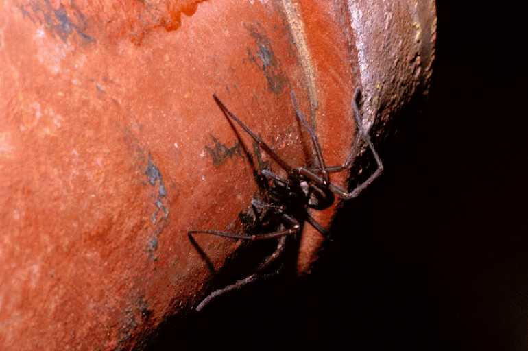 Tegenaria_atrica_P0003_Z_75_Veenendaal_Nederland.jpg